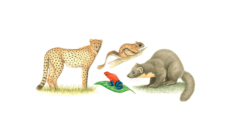 Animal Kingdom