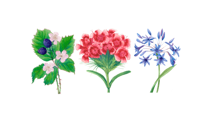 Botanical & Garden