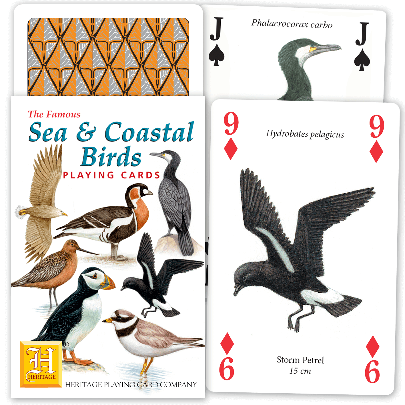 Sea & Coastal Birds