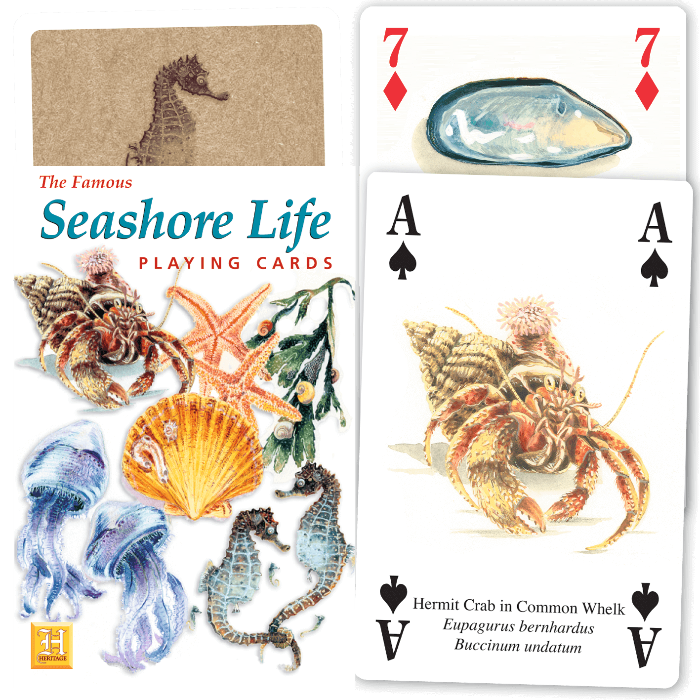Seashore Life
