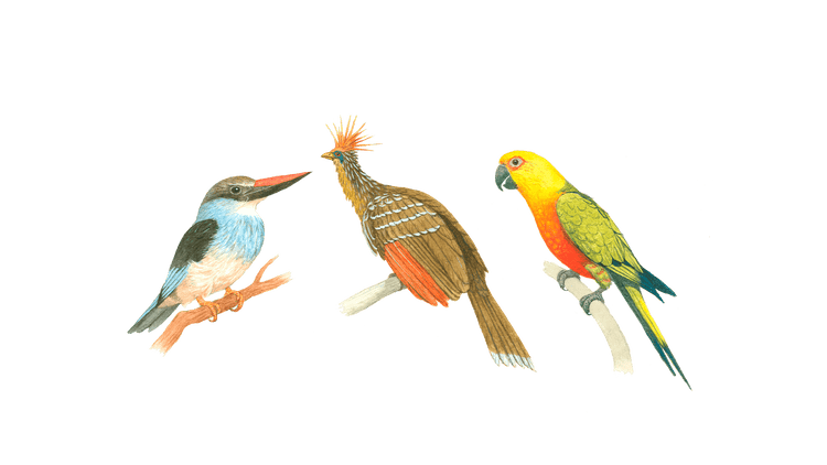 Wild & Exotic Birds