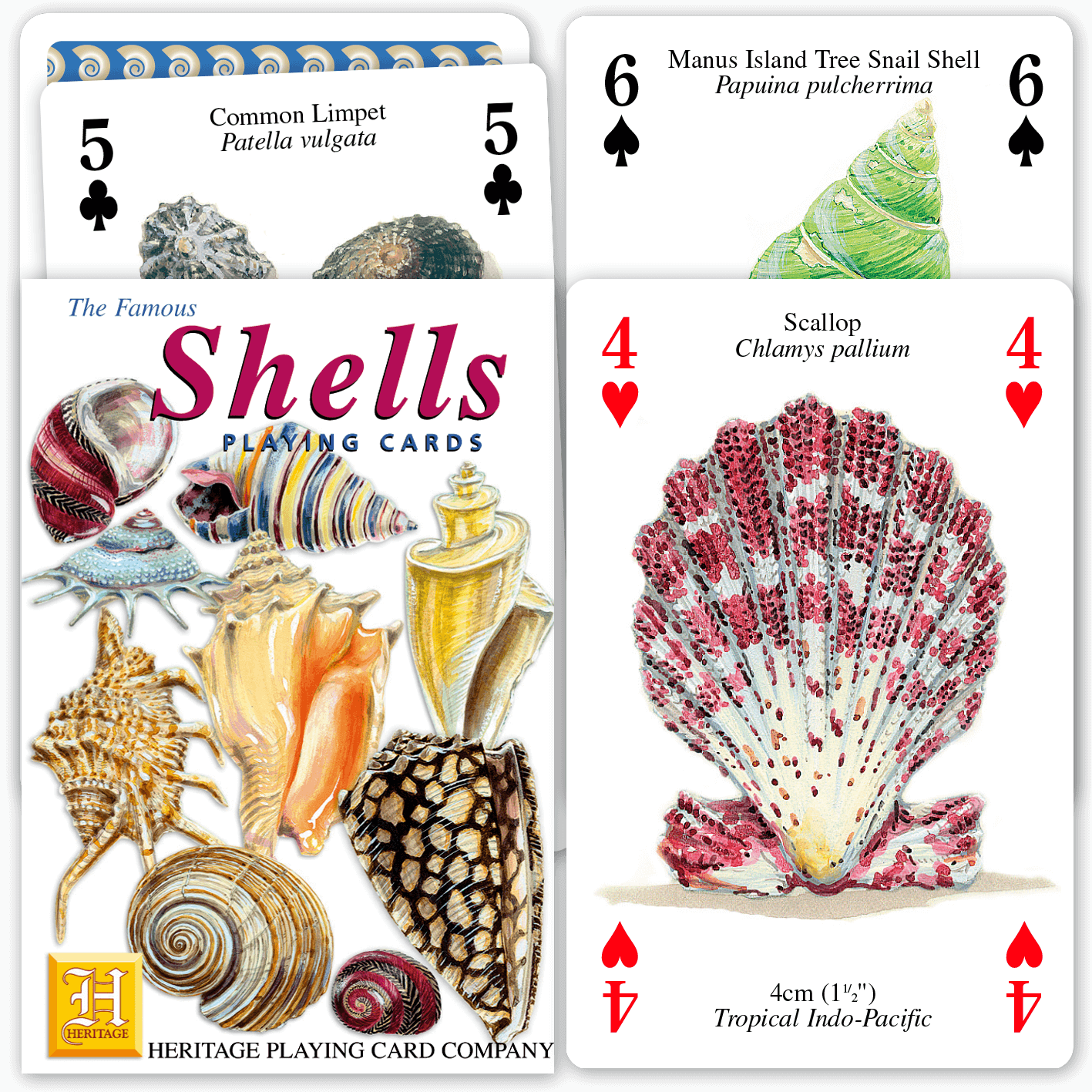 Colorful Shell Card Shells – Heritage Playing Cards