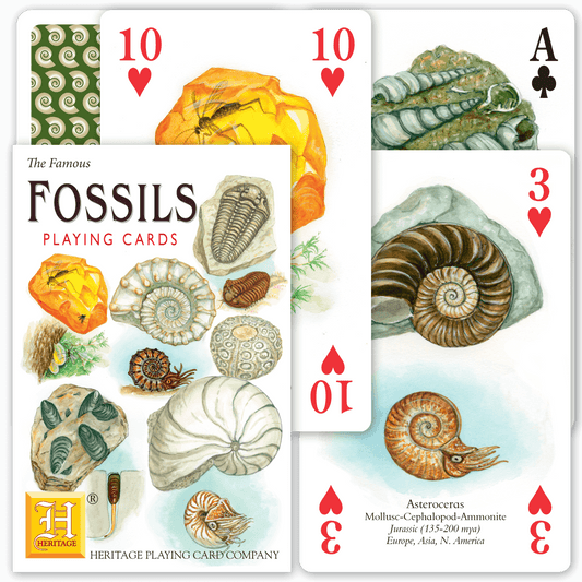 Fossils